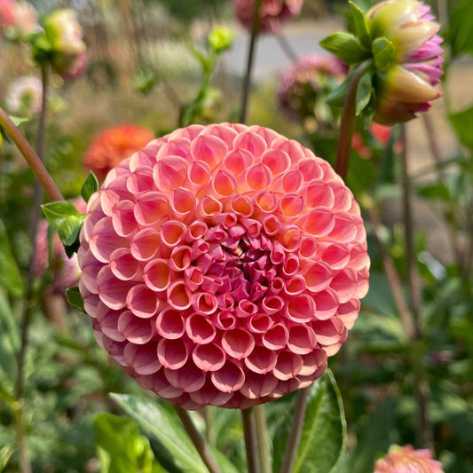 Seeds: Dahlia Mix - Balls