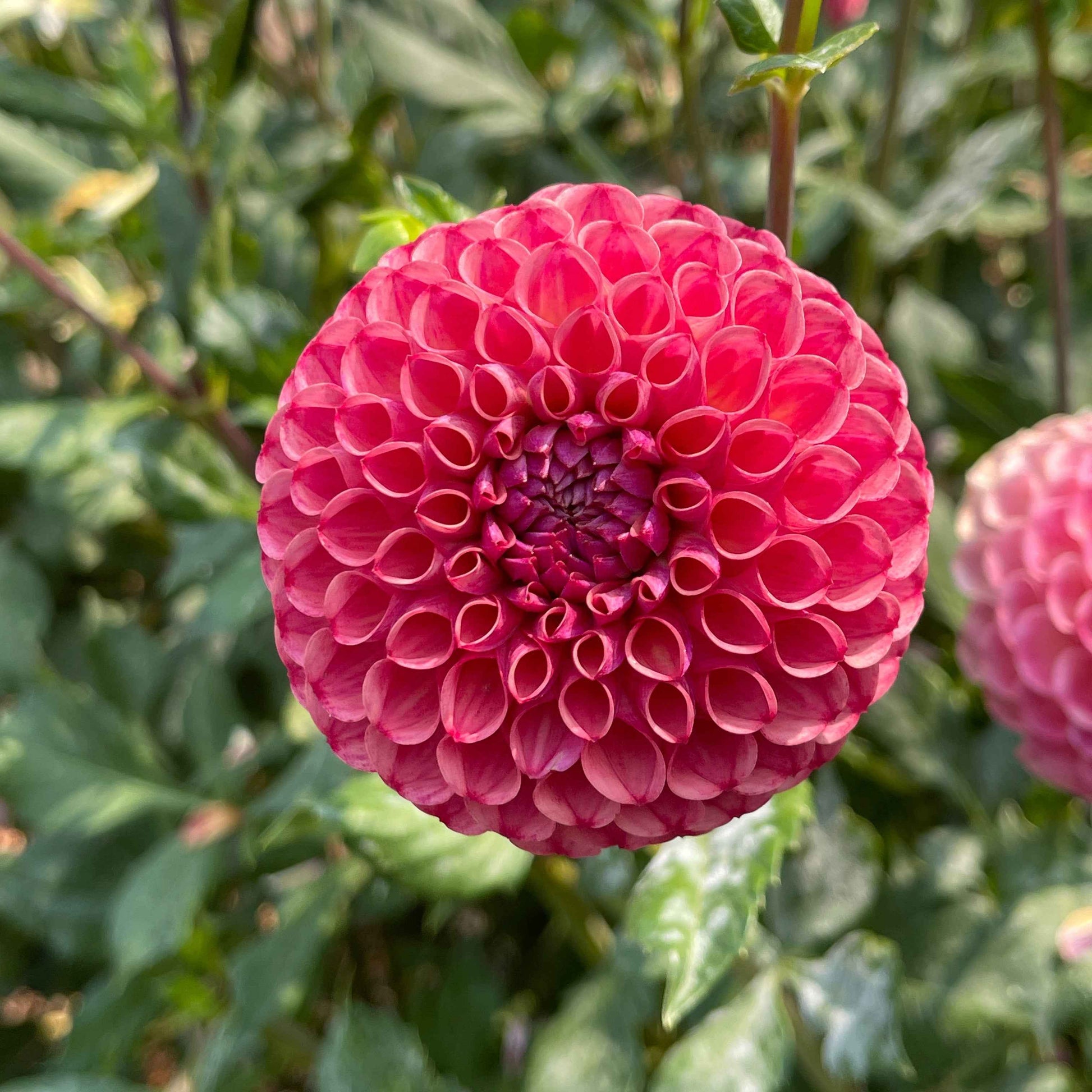Dahlia Tuber: Caitlin's Joy - Sugar Moon Gardens