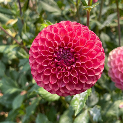 Dahlia Tuber: Caitlin's Joy - Sugar Moon Gardens
