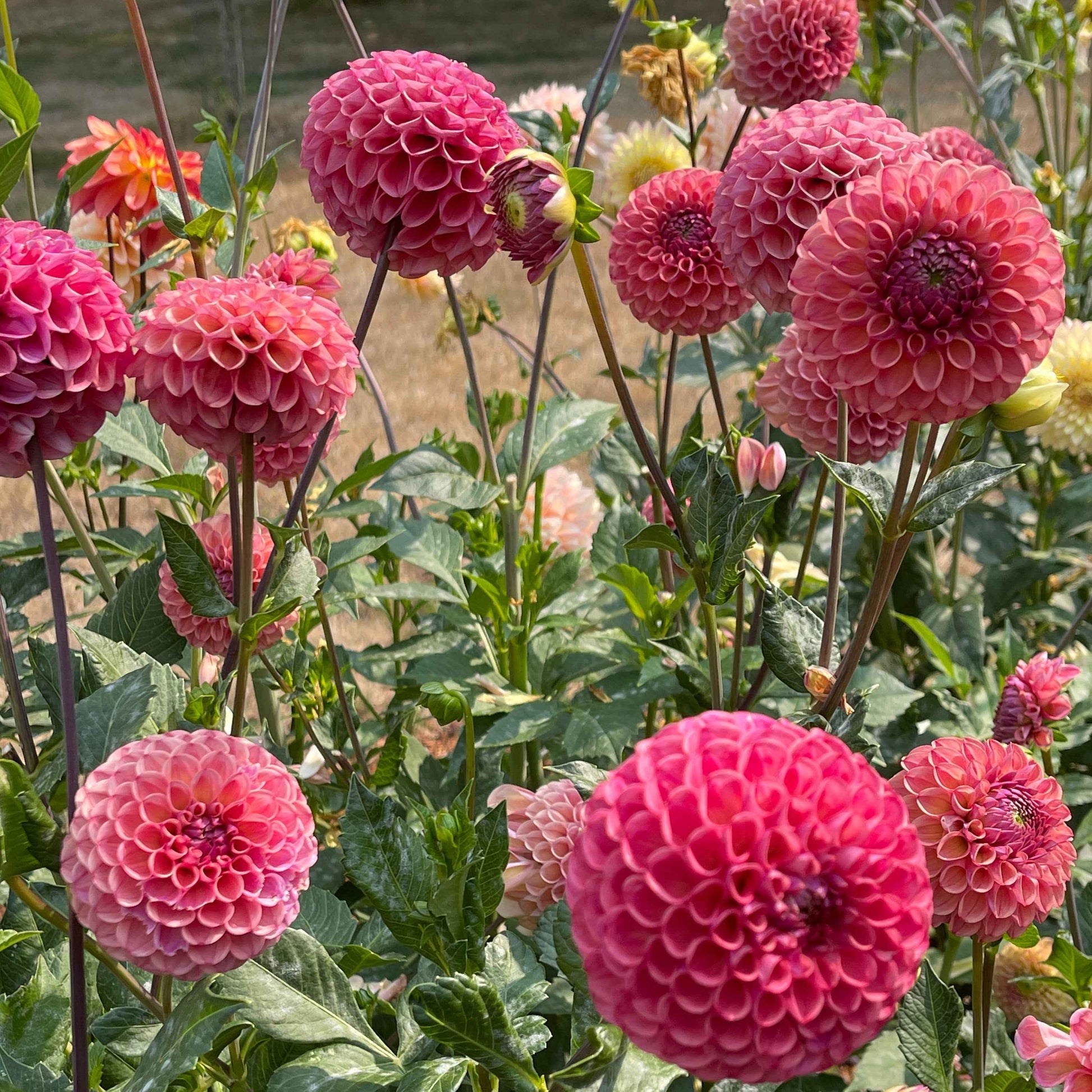 Dahlia Tuber: Caitlin's Joy - Sugar Moon Gardens