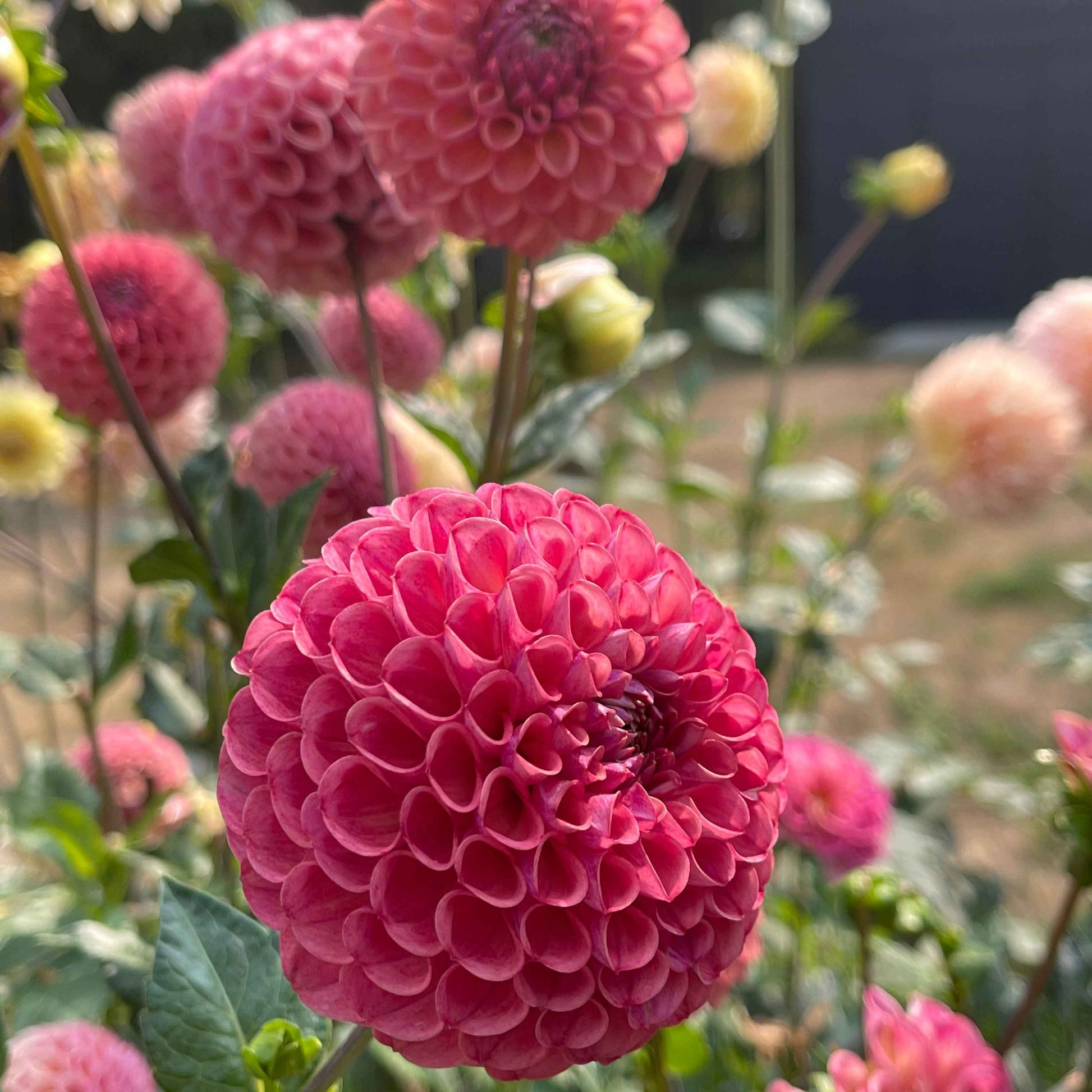 Dahlia Tuber: Caitlin's Joy - Sugar Moon Gardens