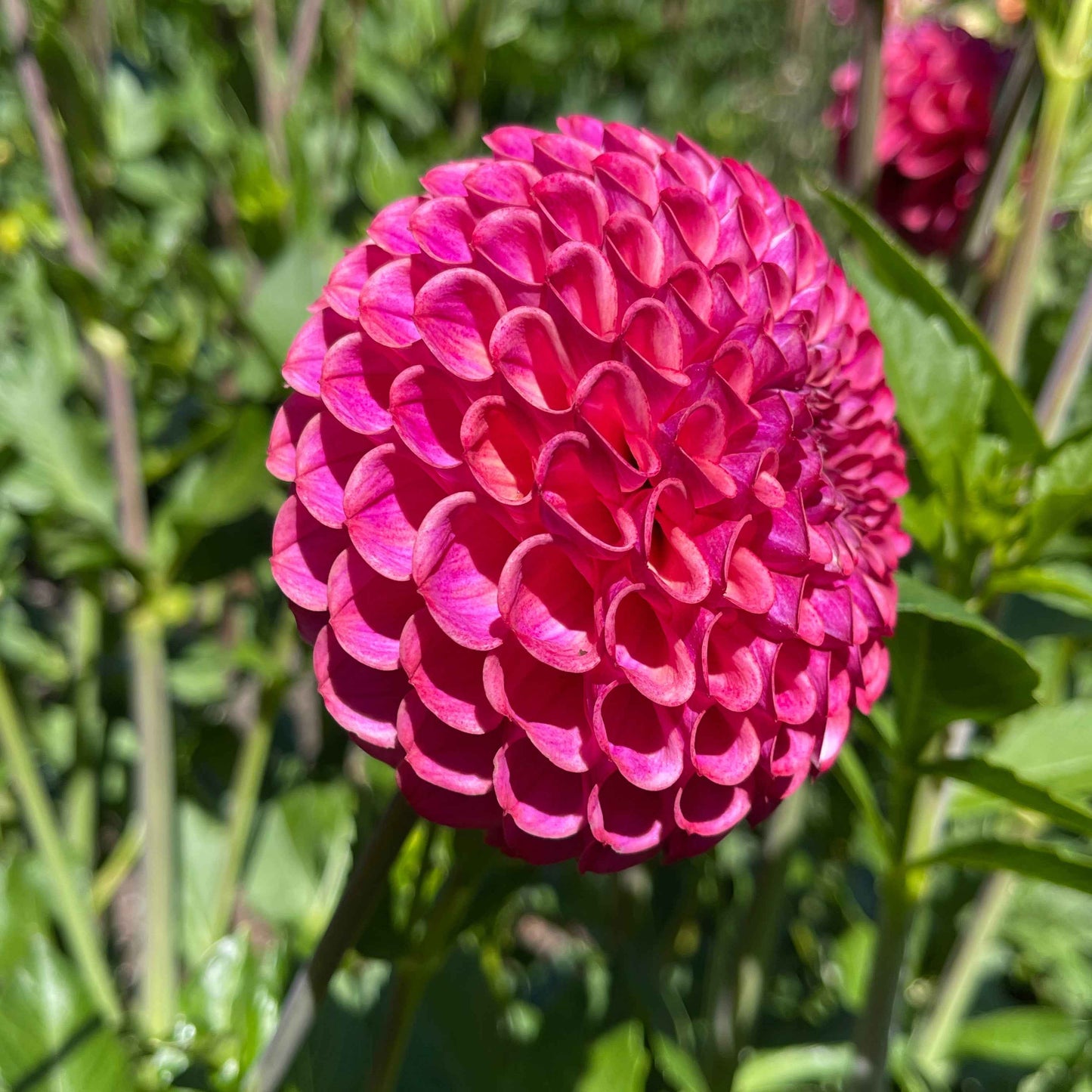 Dahlia Tuber: Caitlin's Joy - Sugar Moon Gardens