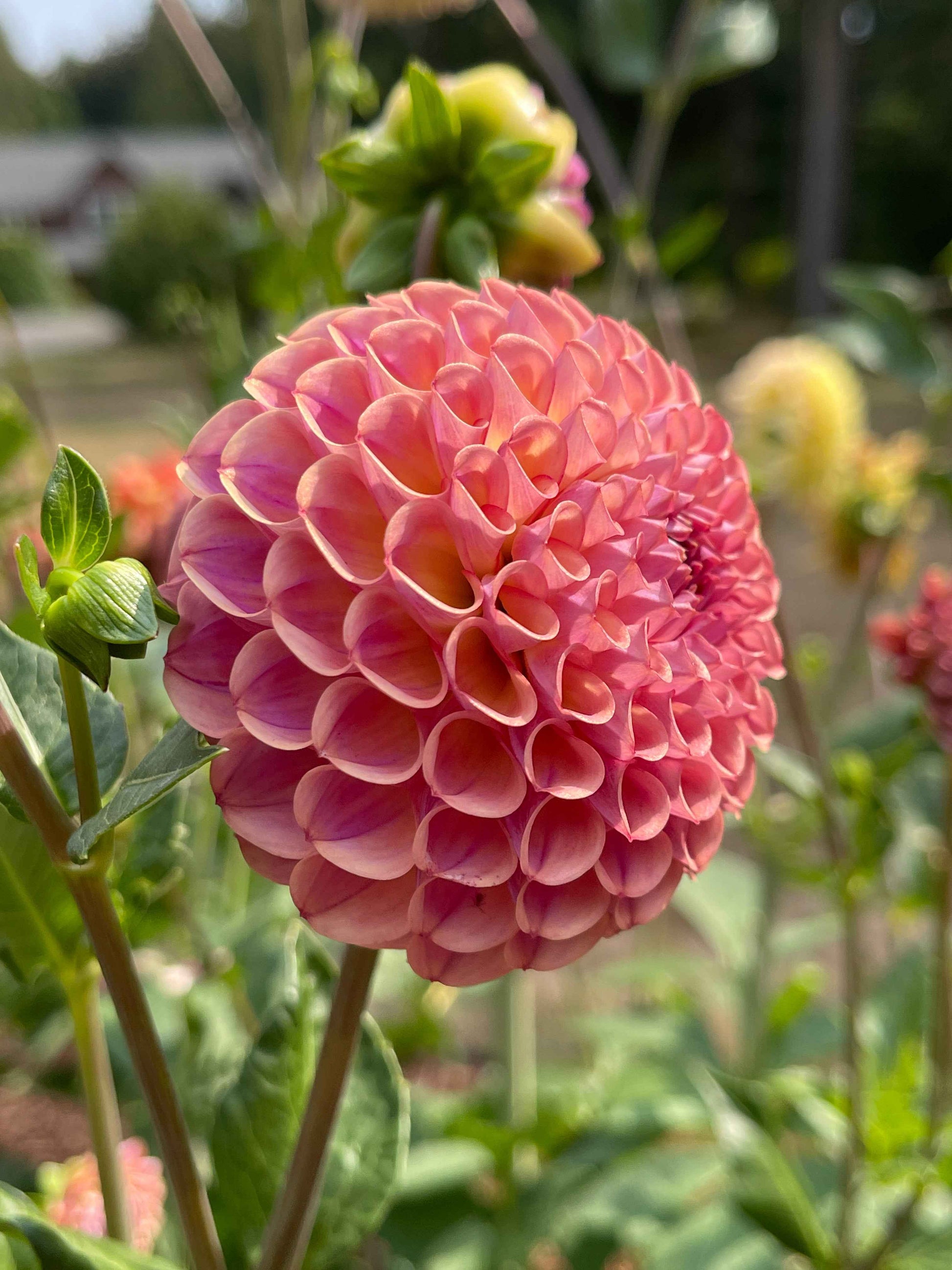 Dahlia Tuber: Caitlin's Joy - Sugar Moon Gardens