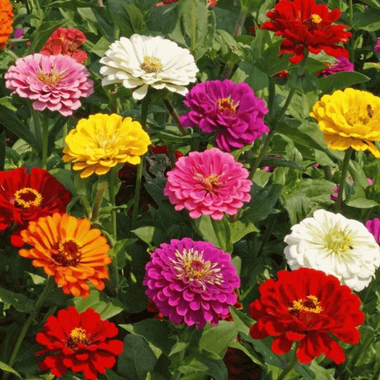 Seeds: Zinnia - California Giant Mix - Sugar Moon Gardens