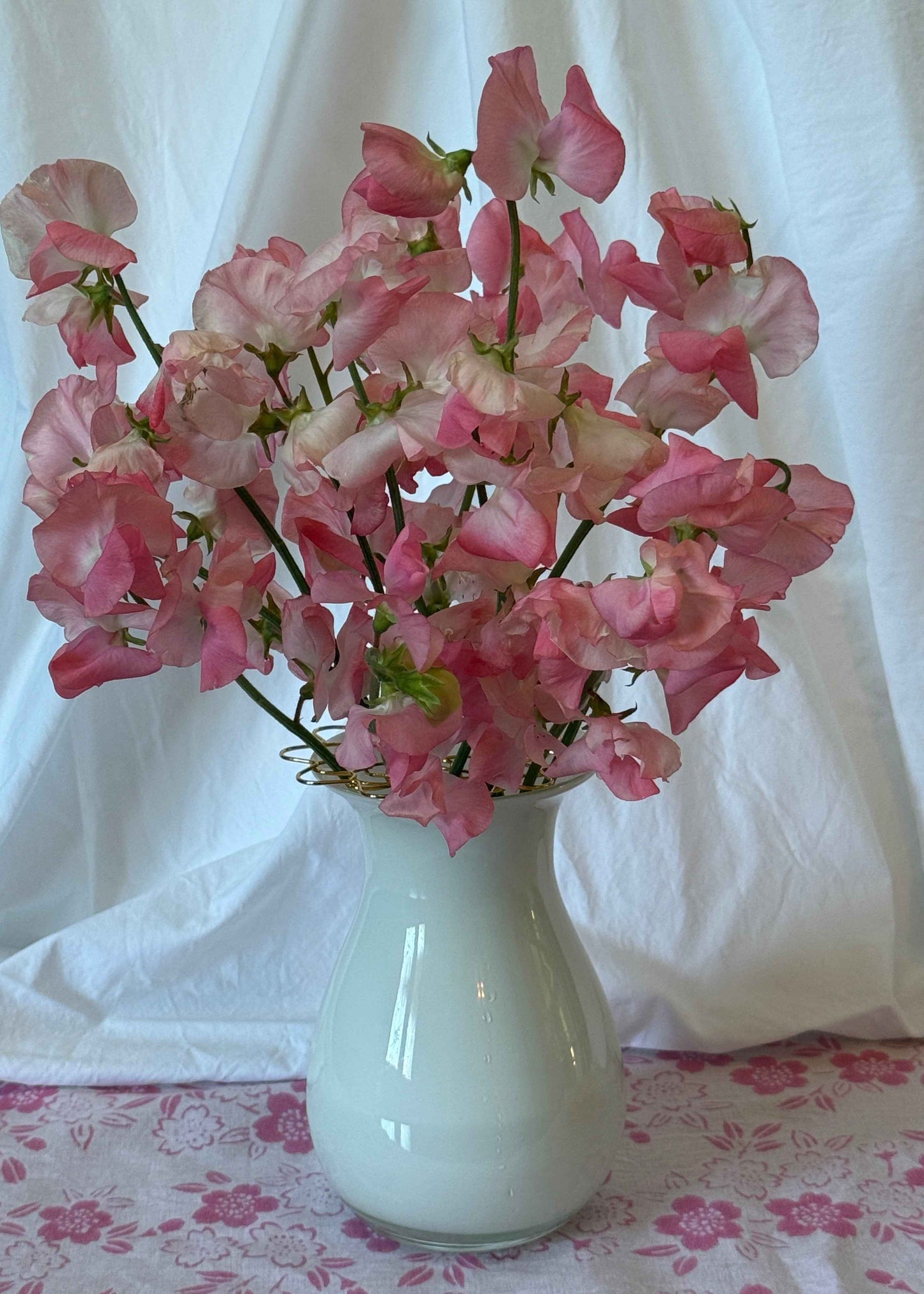Sweet Pea Seeds: Candyfloss