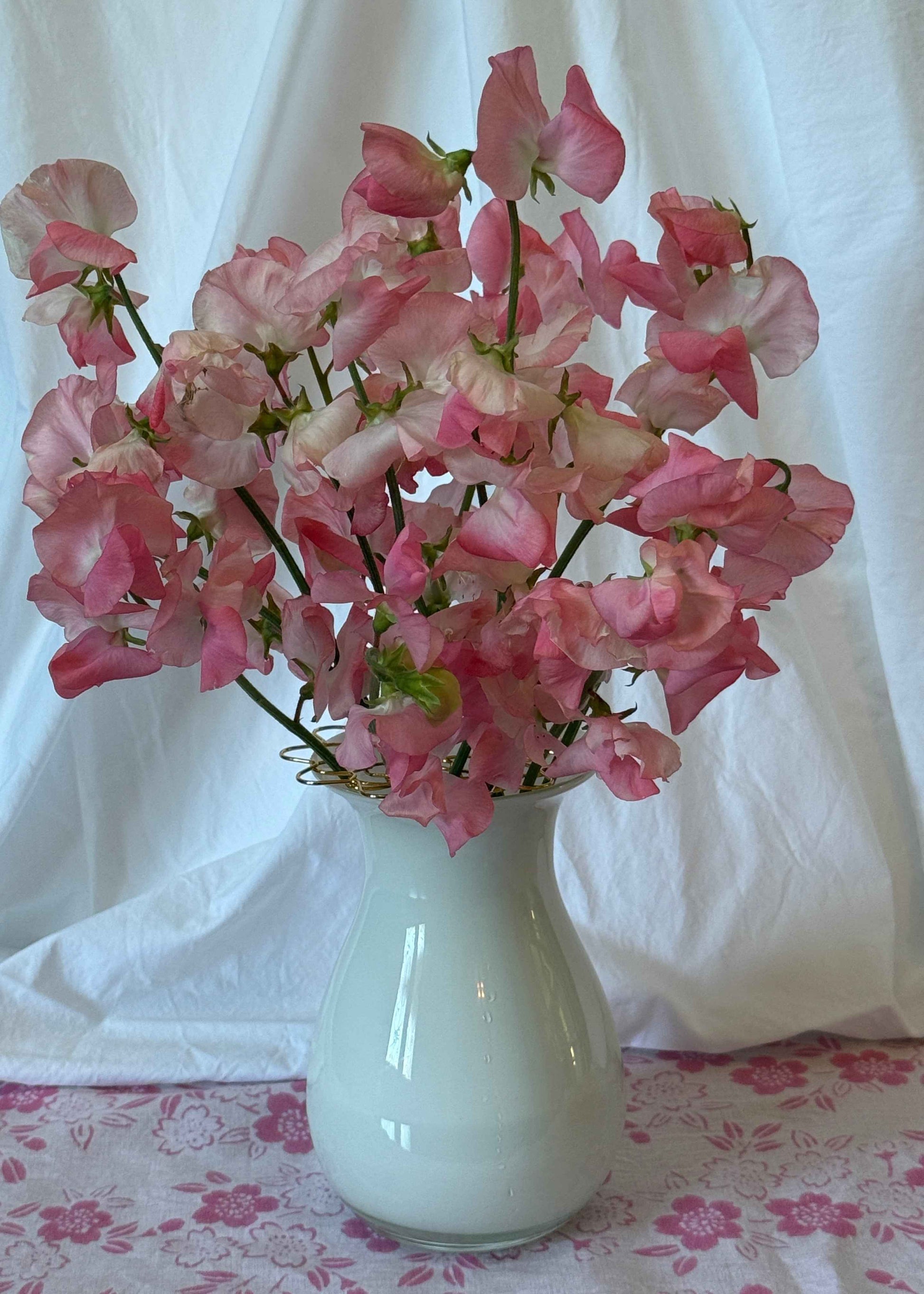 Sweet Pea Seeds: Candyfloss