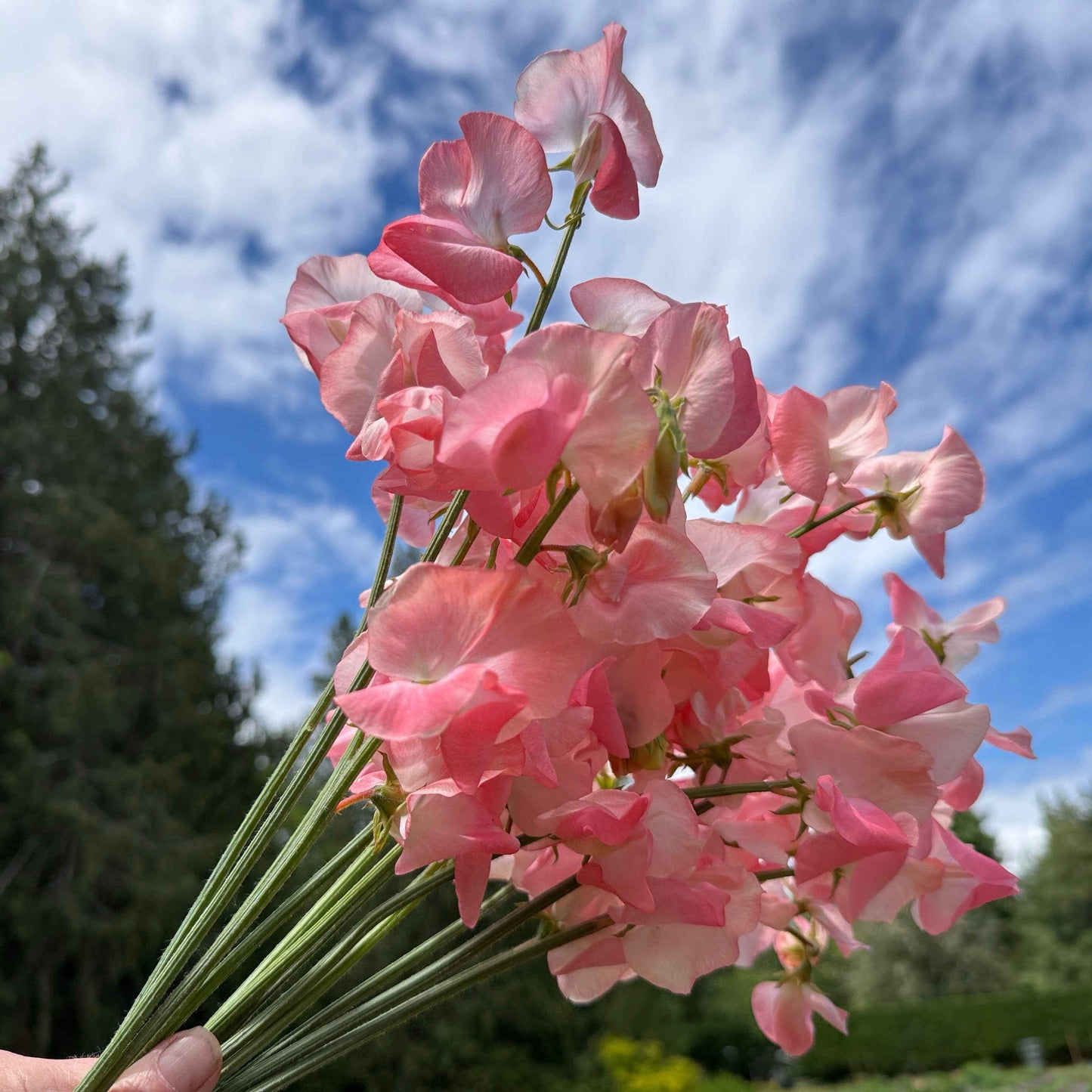 Sweet Pea Seeds: Candyfloss