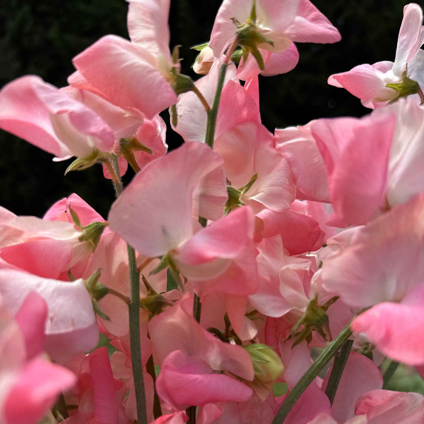 Sweet Pea Seeds: Candyfloss