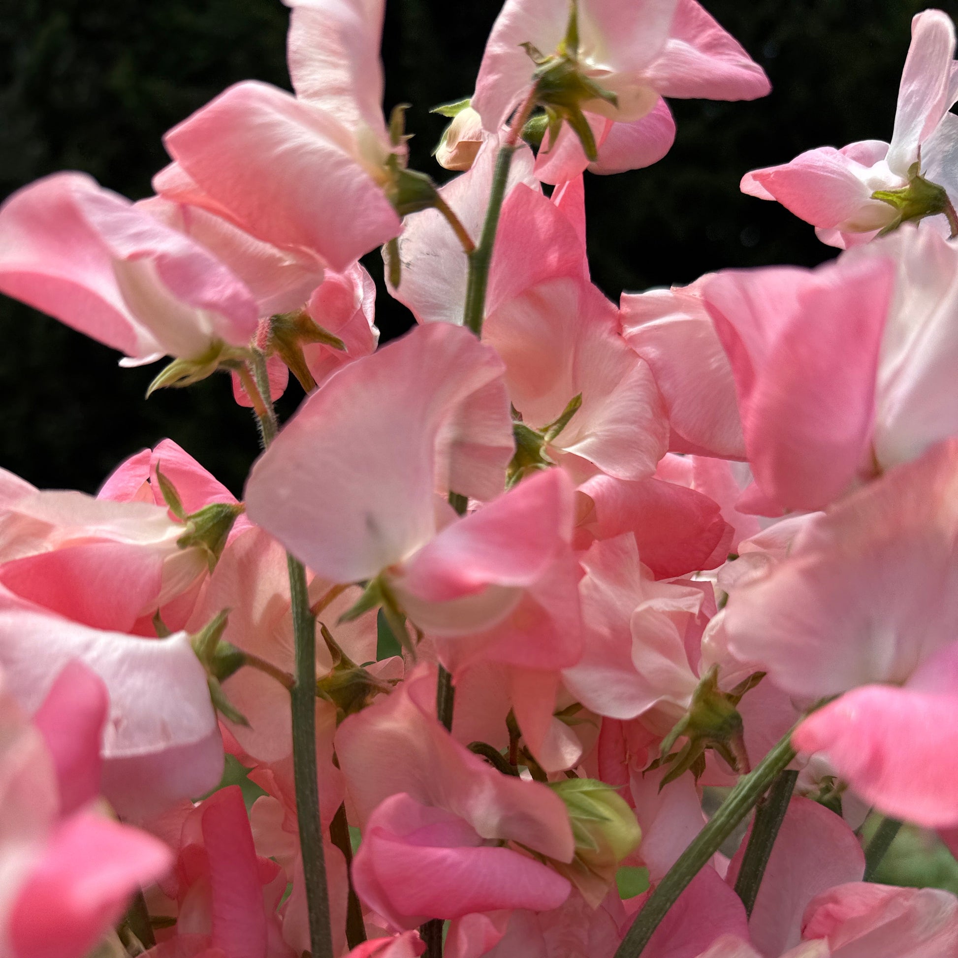Candyfloss - Sugar Moon Gardens