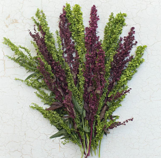 Seeds:‎ Orach - Carmel Apple - Sugar Moon Gardens