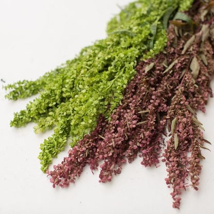 Seeds:‎ Orach - Carmel Apple - Sugar Moon Gardens