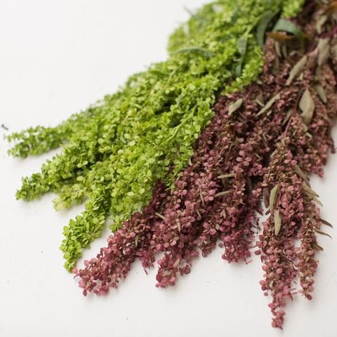 Seeds:‎ Orach - Carmel Apple - Sugar Moon Gardens