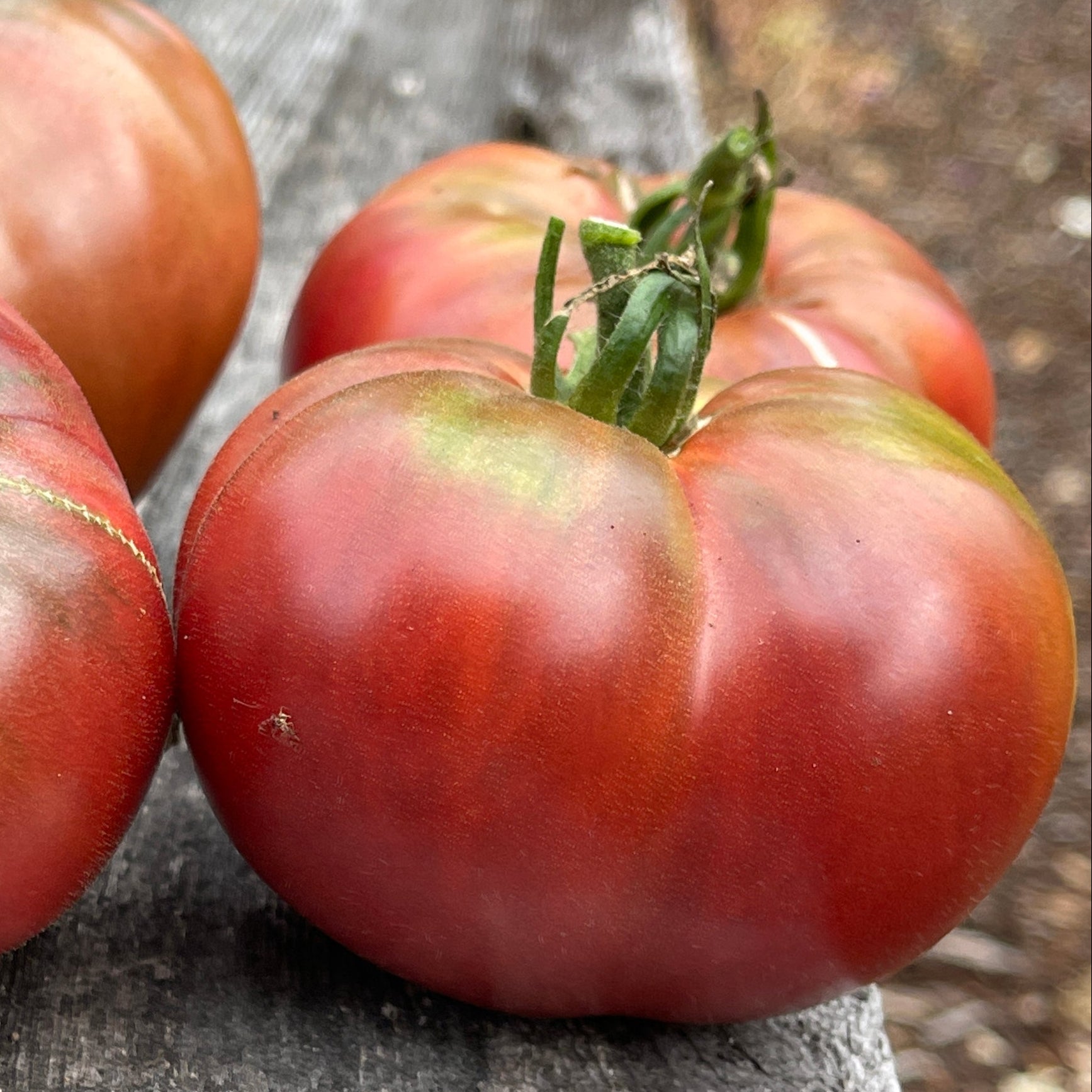 Seeds:‎ Tomato - Carbon - Sugar Moon Gardens