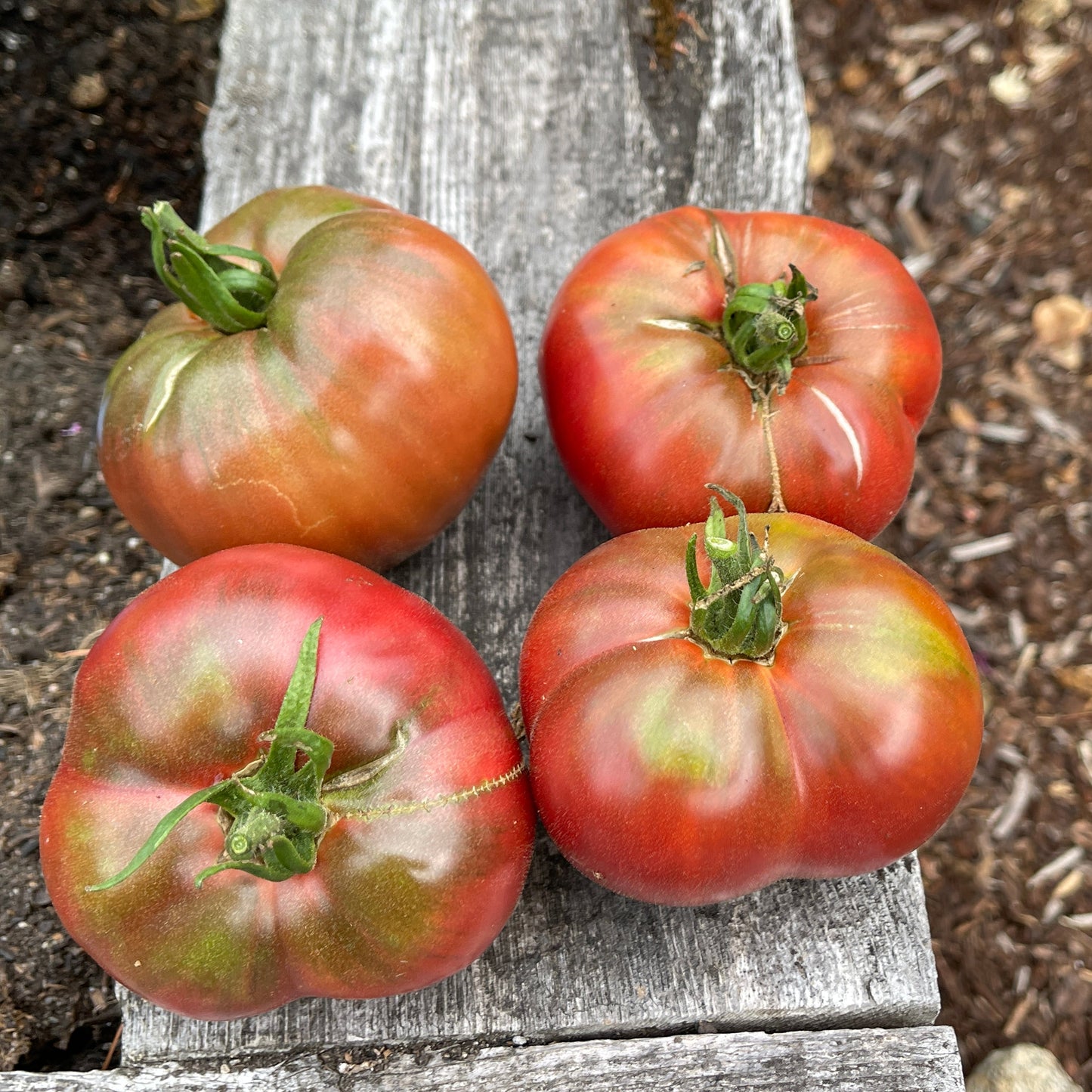 Seeds:‎ Tomato - Carbon