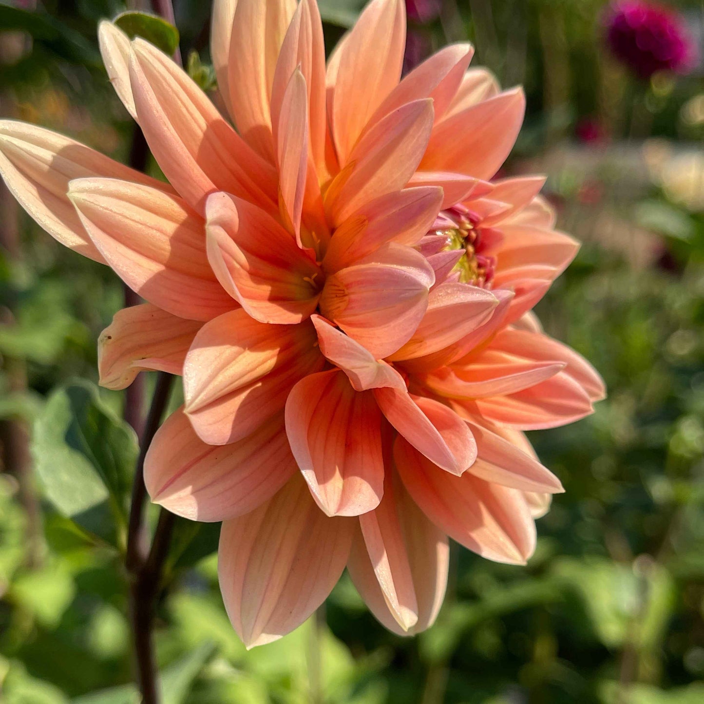 Seeds: Dahlia Mix - Unicorns