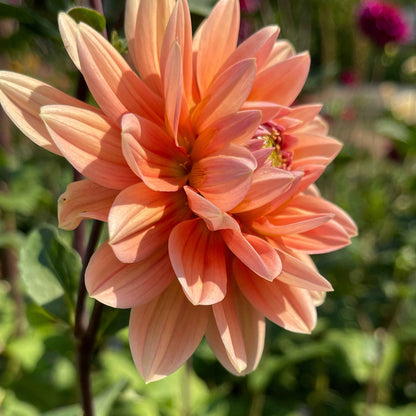 Seeds: Dahlia Mix - Unicorns