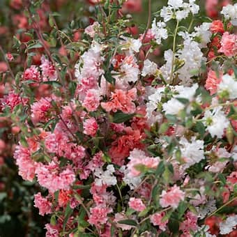 Flower Plant: Clarkia 6-pack