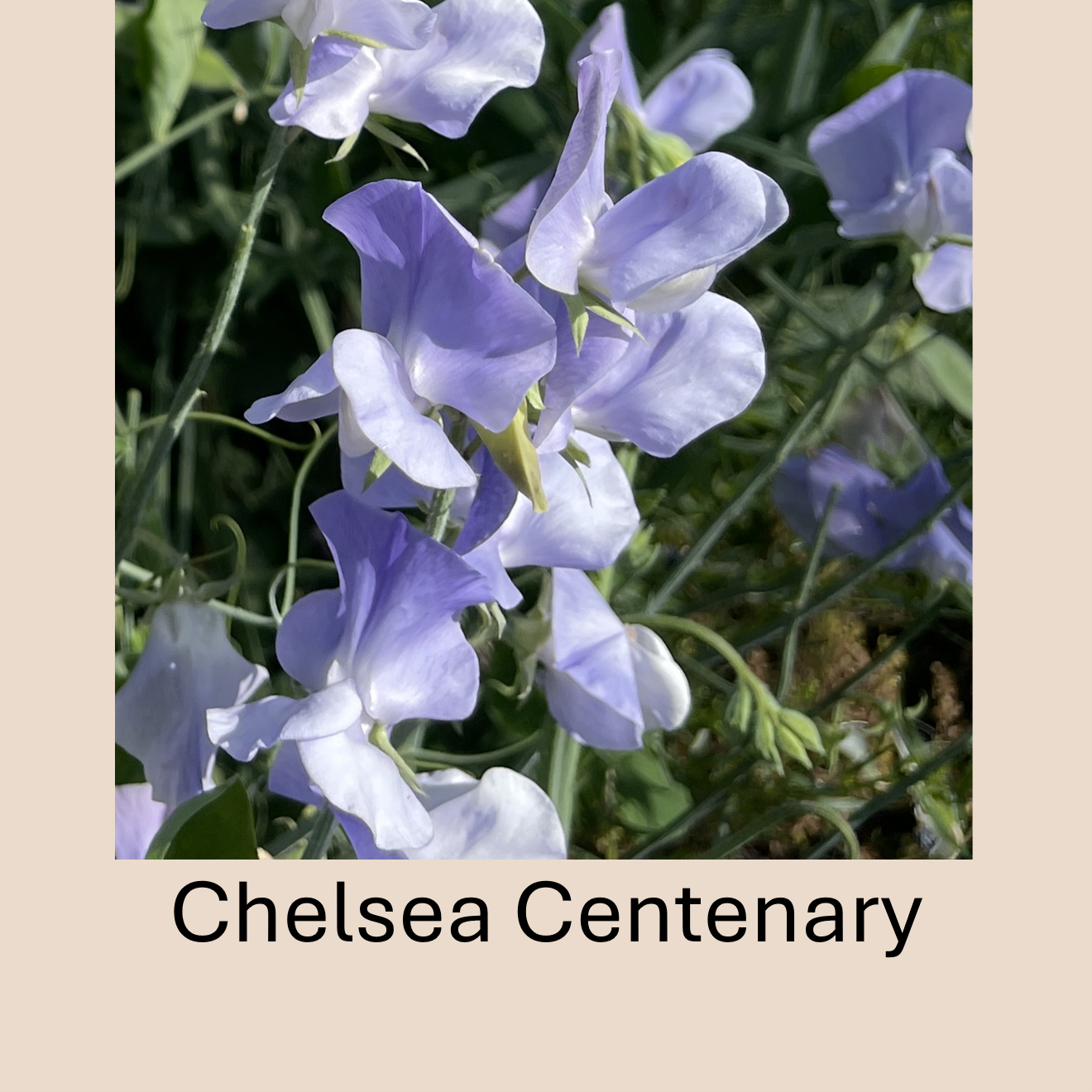 Flower Plant:‎ Sweet Peas - 2 per pot