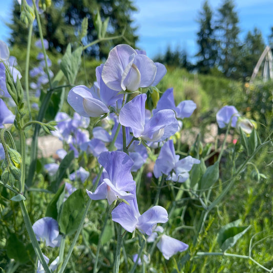 Sweet Pea Seeds: Chelsea Centenary - Sugar Moon Gardens