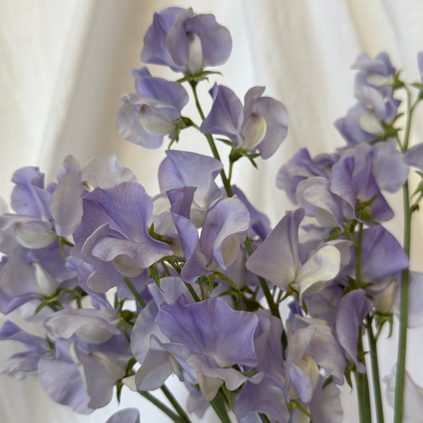 Sweet Peas Chelsea Centenary - Sugar Moon Gardens