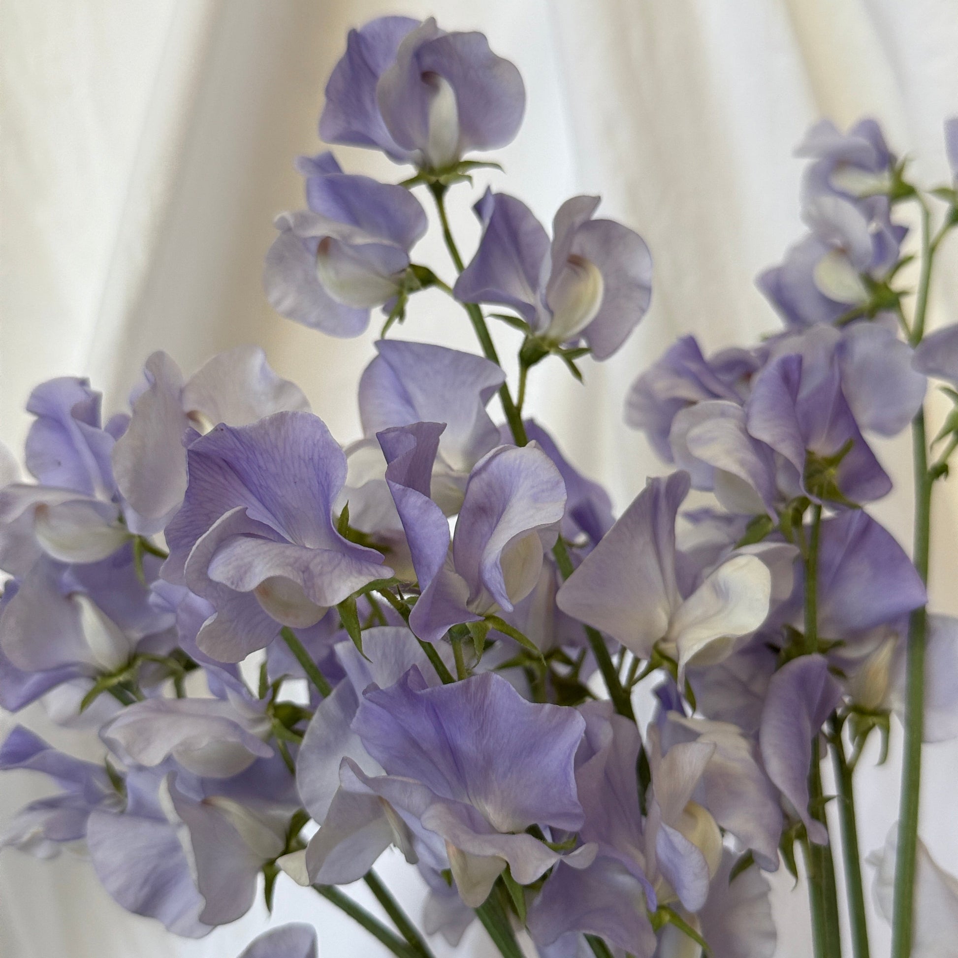 Sweet Peas Chelsea Centenary - Sugar Moon Gardens