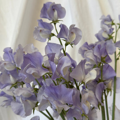 Sweet Peas Chelsea Centenary - Sugar Moon Gardens