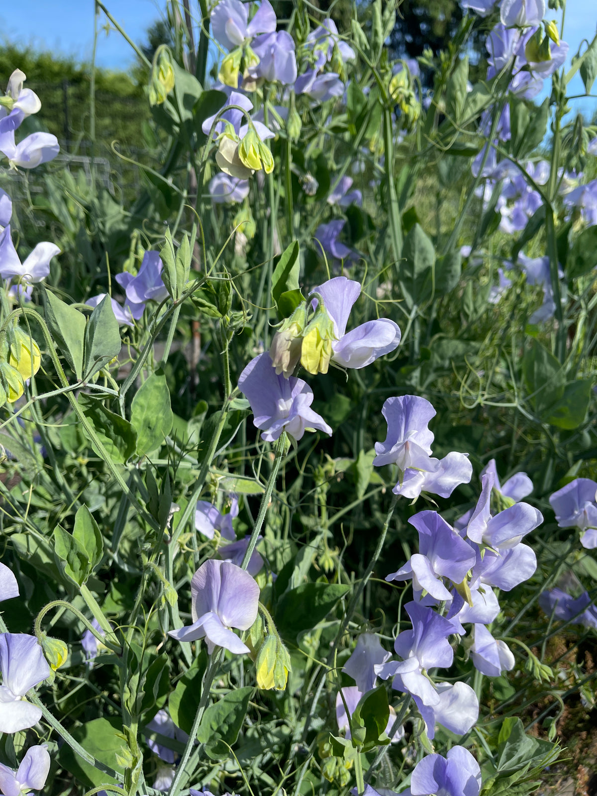 Chelsea Seeds Sweet Pea Seeds for Cut Flowers - Chelsea Centenary – Sugar Moon Gardens