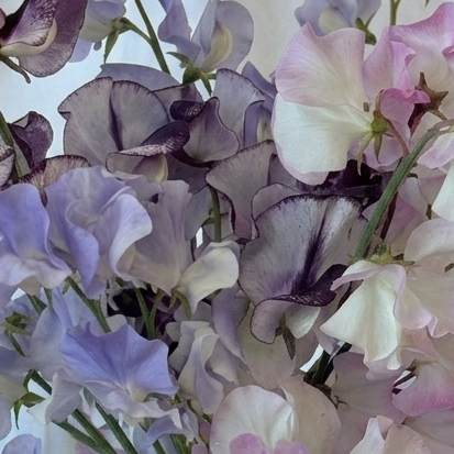 Chelsea Picotee - Sugar Moon Gardens