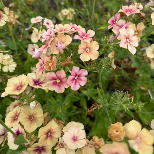 Phlox Cherry Caramel - Sugar Moon Gardens