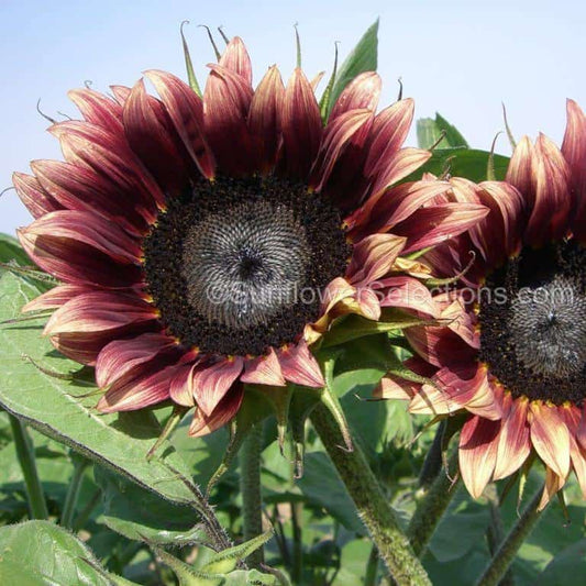 Seeds: Sunflower: Cherry Rose - Sugar Moon Gardens