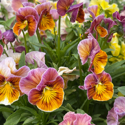 Pansy 6-pack - Sugar Moon Gardens