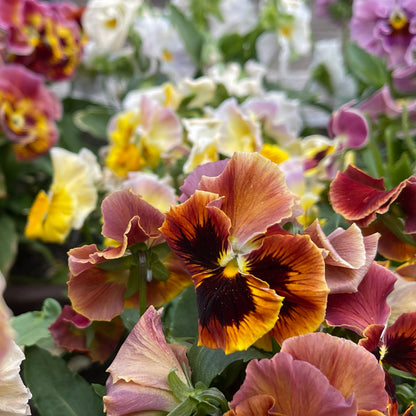 Pansy Chianti Mix - Sugar Moon Gardens