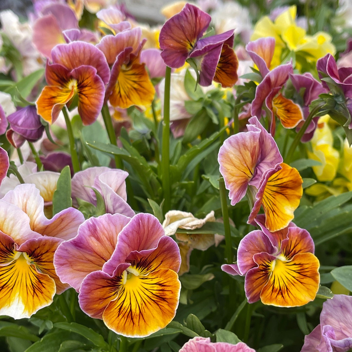 Pansy Chianti Mix - Sugar Moon Gardens