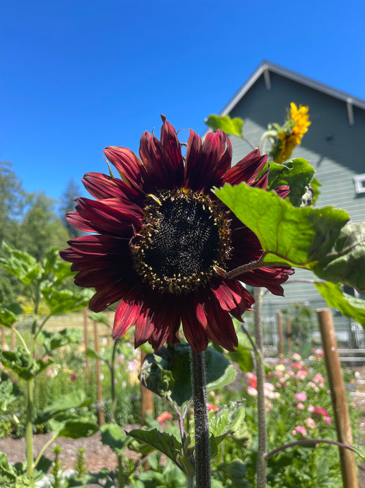 Seeds:‎ Sunflower - Chianti (F1)