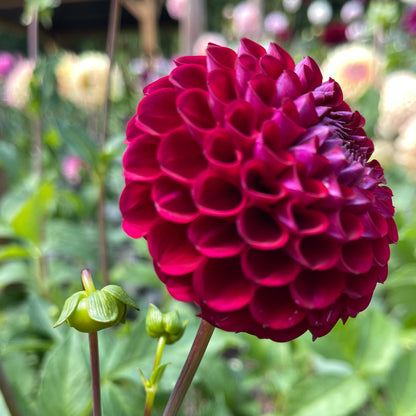 Dahlia Tuber: Chimacum Troy - Sugar Moon Gardens