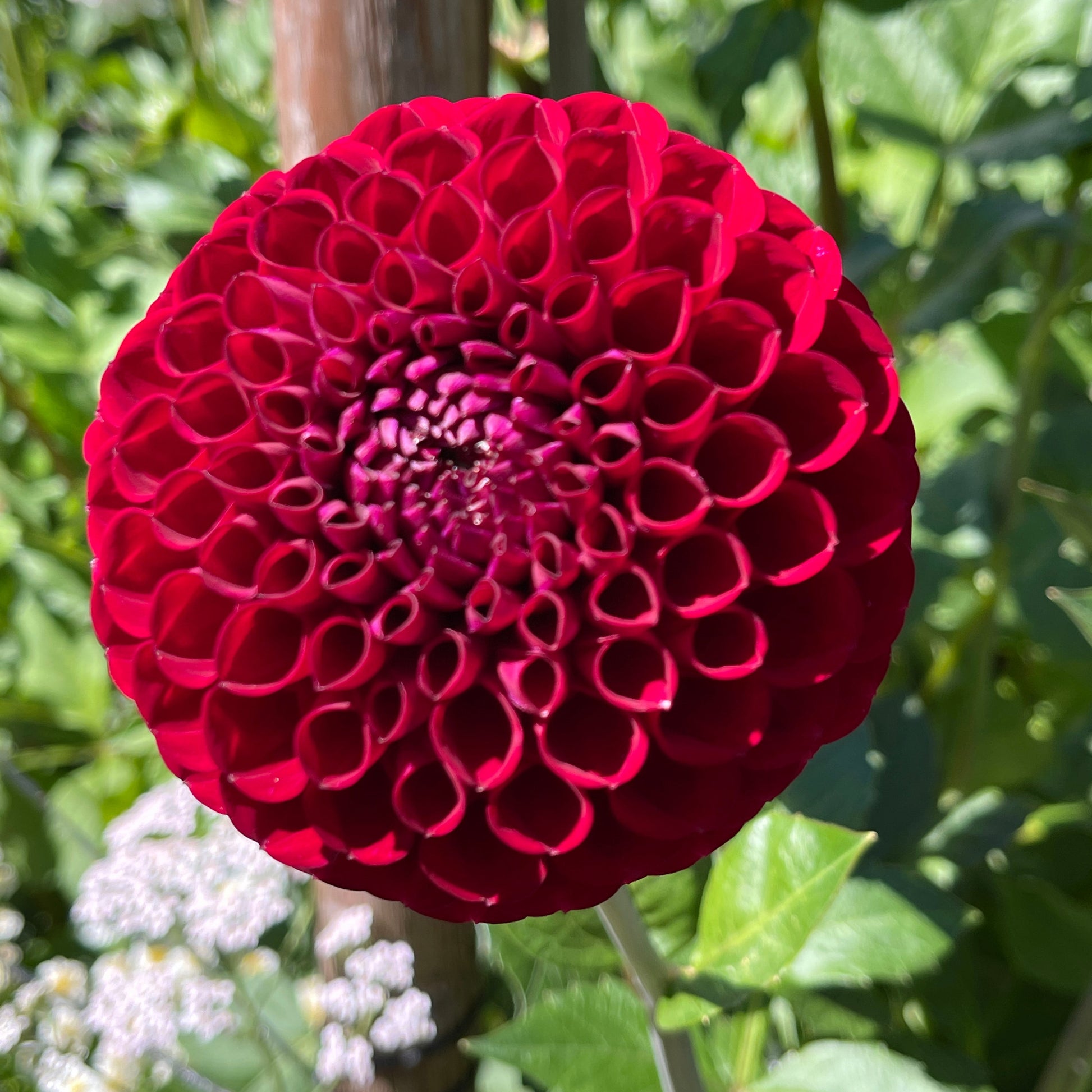 Dahlia Tuber: Chimacum Troy - Sugar Moon Gardens