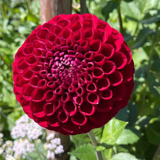 Dahlia Tuber: Chimacum Troy - Sugar Moon Gardens