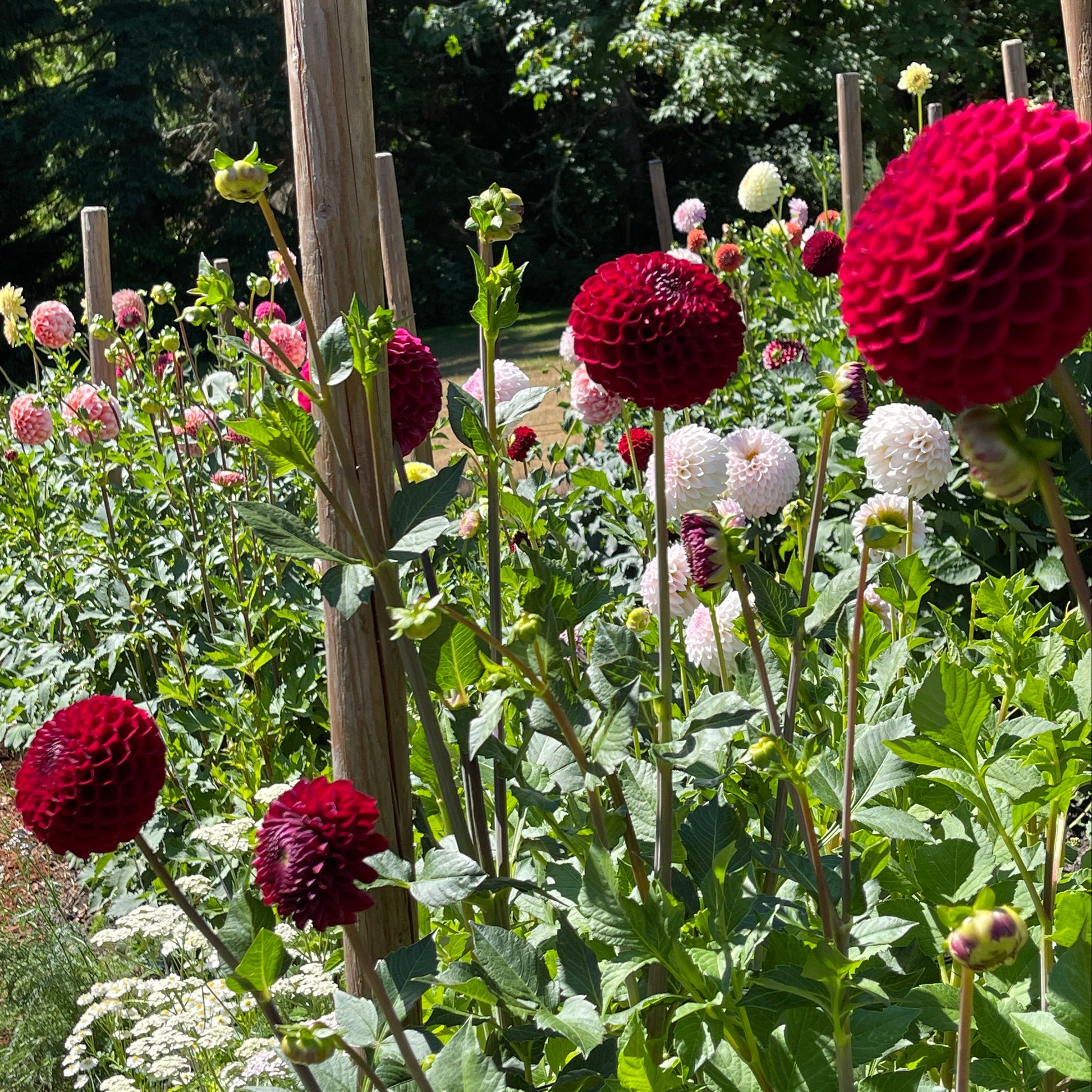 Dahlia Tuber: Chimacum Troy - Sugar Moon Gardens