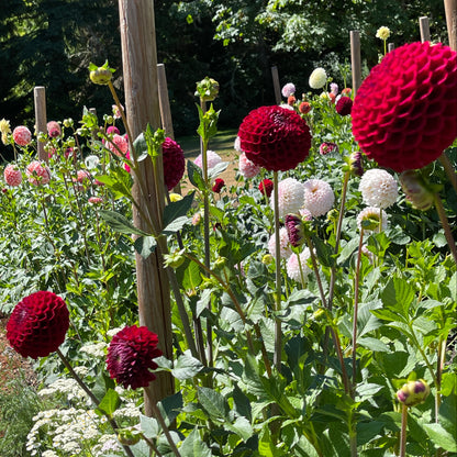Dahlia Tuber: Chimacum Troy - Sugar Moon Gardens