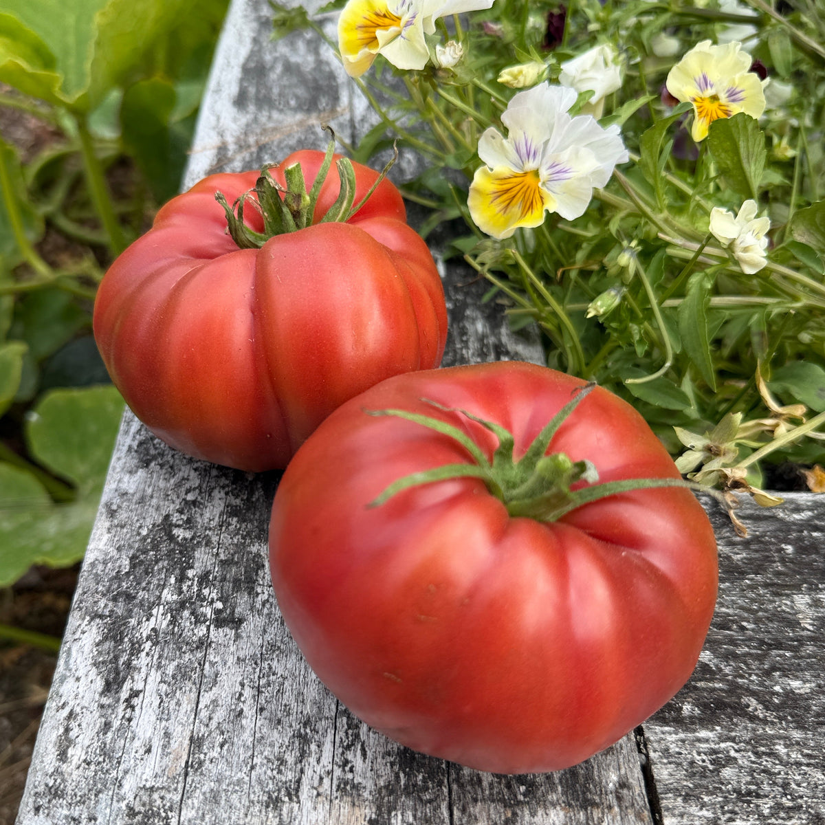 Seeds: Tomato - Chinook, Sugar Moon Gardens