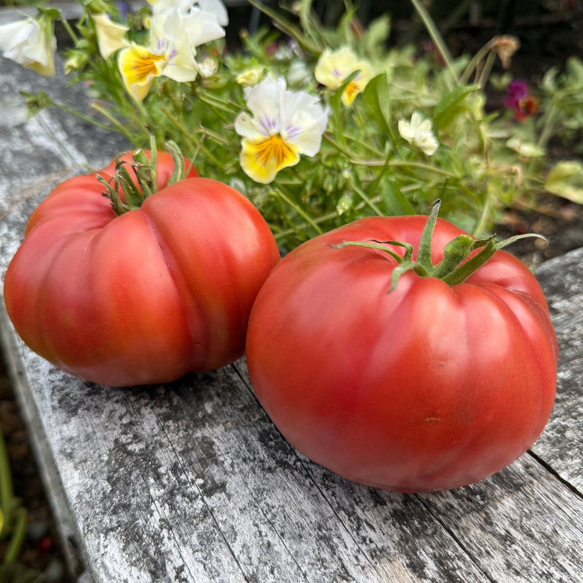 Seeds: Tomato - Chinook, Sugar Moon Gardens