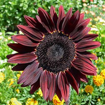 Sunflower Chocolate Cherry - Sugar Moon Gardens.
