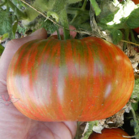 Veg Plant: Tomato - Tried & True collection