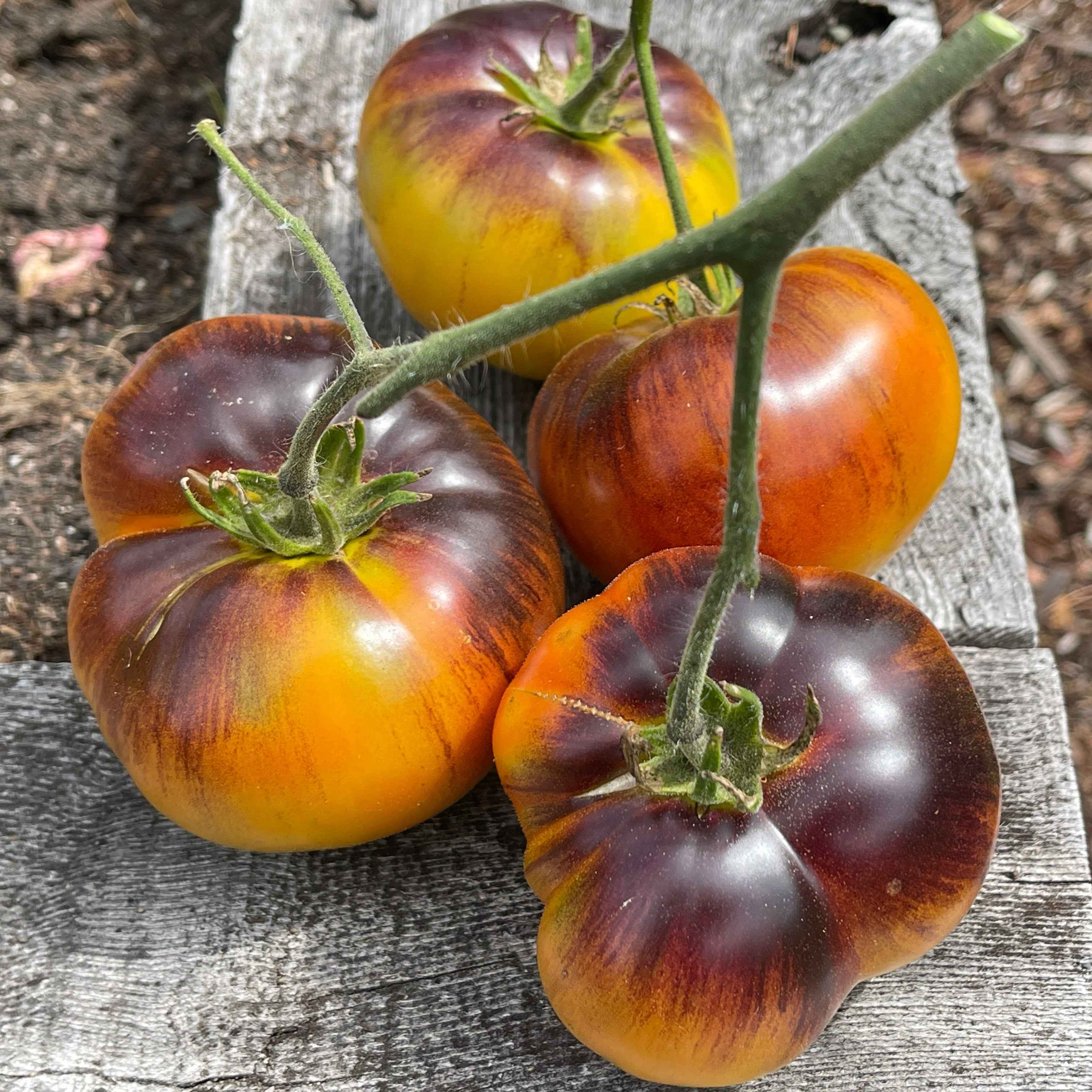 Veg Plant: Tomato - Tried & True collection