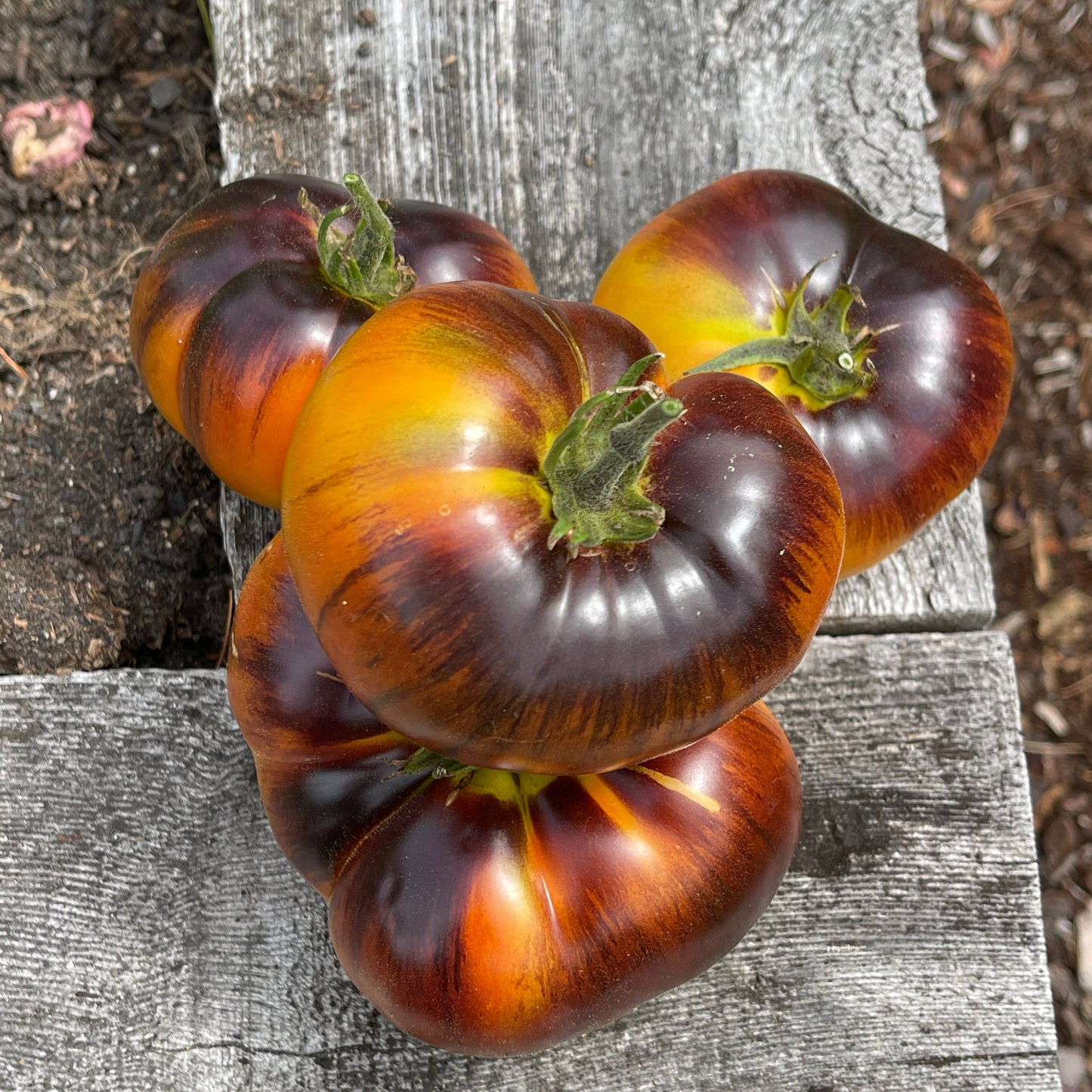 Seeds:‎ Tomato - Chupa Chubs