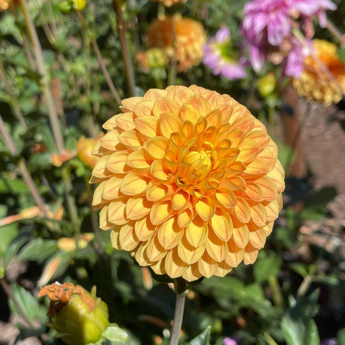Dahlia Tuber: Clearview Emma - Sugar Moon Gardens