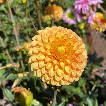 Dahlia Tuber: Clearview Emma - Sugar Moon Gardens