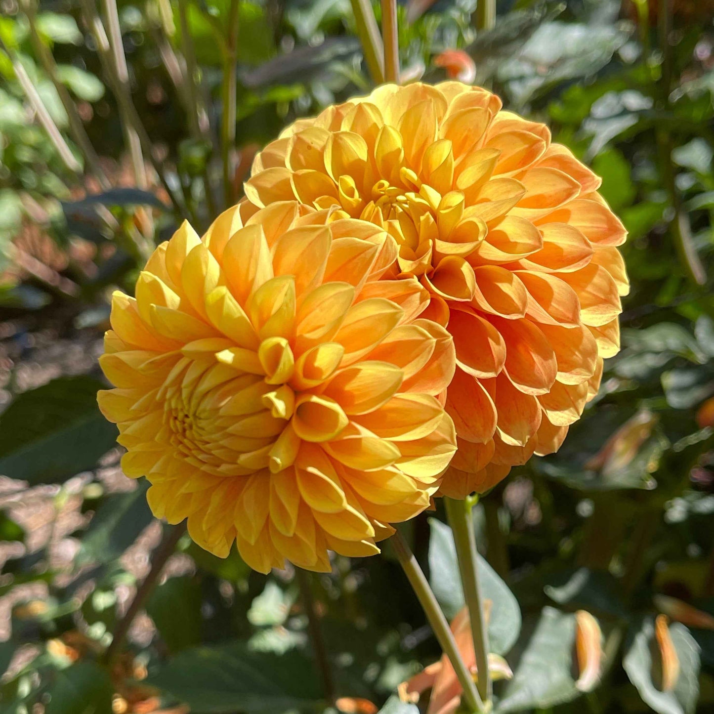 Dahlia Tuber: Clearview Emma - Sugar Moon Gardens