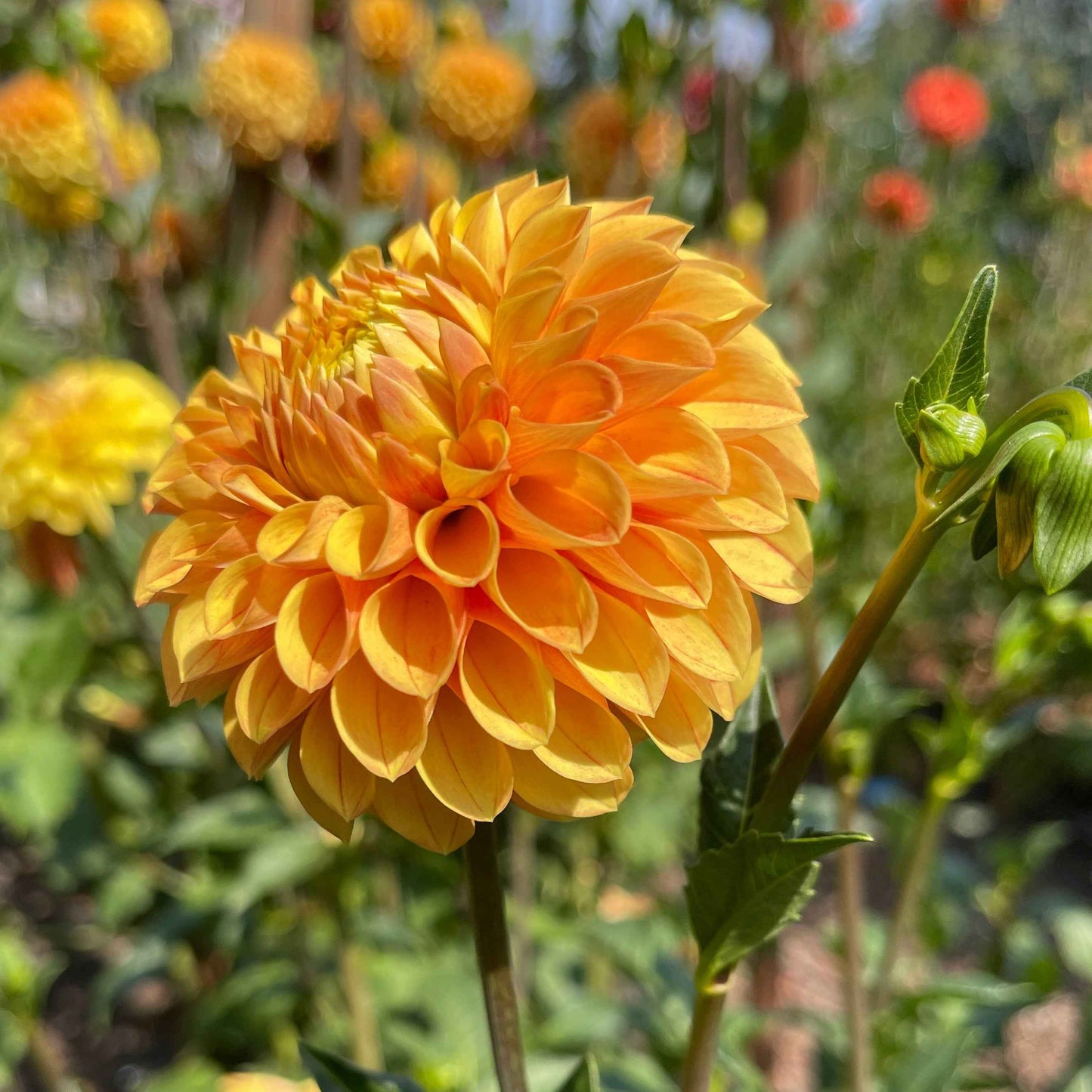 Dahlia Tuber: Clearview Emma - Sugar Moon Gardens