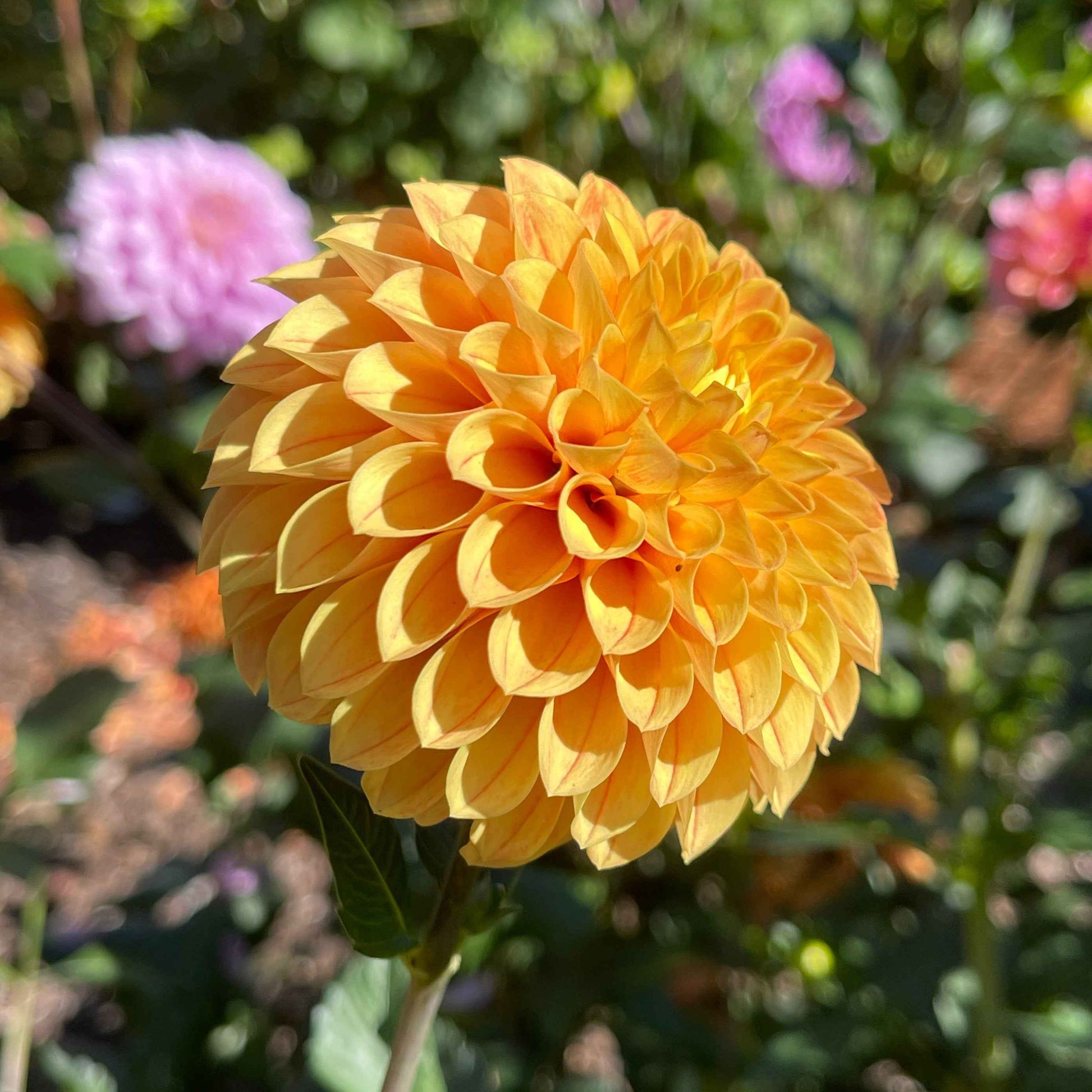 Dahlia Tuber: Clearview Emma - Sugar Moon Gardens
